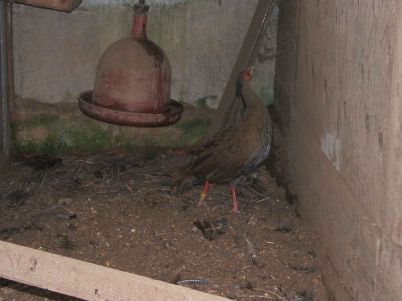 croisement hoki x faisan argenté Oiseau11