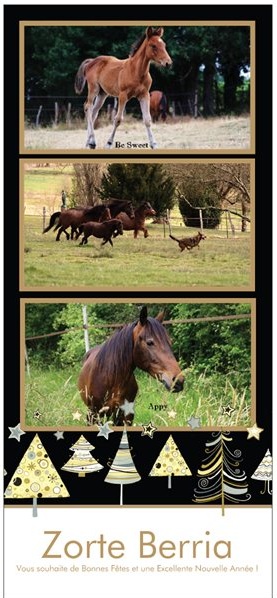 Appy Chance, double poney hongre, Adopté par Ucreine ! - Page 4 Carte_15