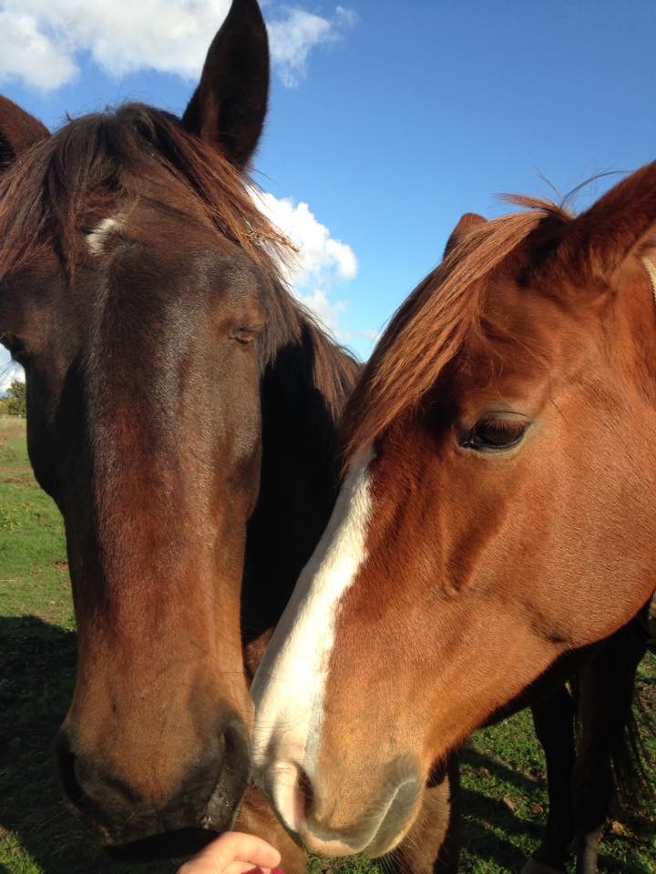 Baccarat, TF 5 ans, adopté par Anne Sophie :) Image13