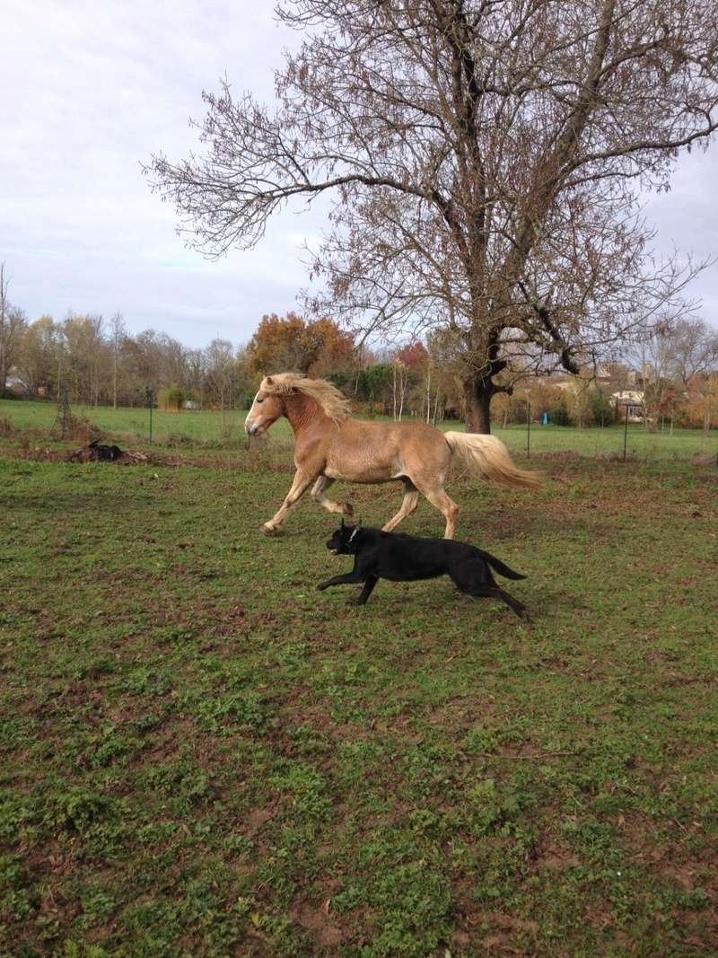 Ukito, haflinger, 8 ans, adopté par Mr L. - Page 2 Image38