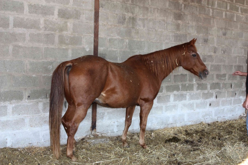 Cash in Bandit, QH 25 ans, sauvé par la solidarité générale (FA définitive Mr B.) A parrainer ! - Page 5 Img_9113