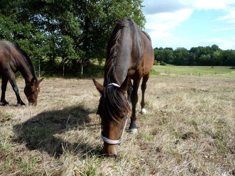 Appy Chance, double poney hongre, Adopté par Ucreine ! - Page 4 P1140623