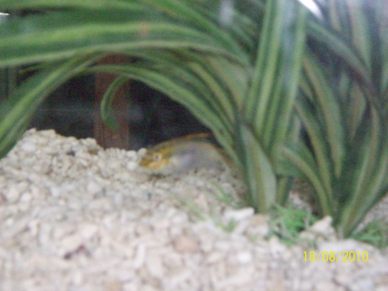 kribensis breeding pair Fish_t18