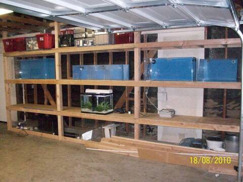 Update Beginning Of My Fish Room Complete Page 3