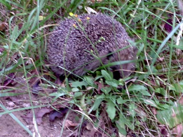 Une surprise dans mon Jardin Her0210