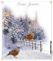 Cairns de Décembre 2016 - Page 5 Oiseau10