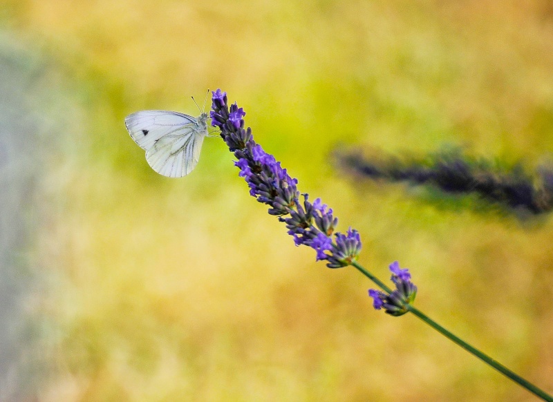 Proxy, pas macro mais au Nikkor 500 cata.. Papi_n11