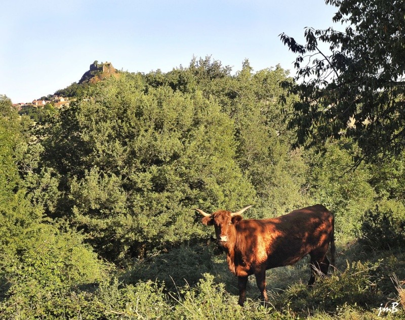 Ce matin,il n' y avait pas de libellules... Vache_10