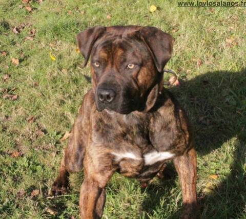 Races De Chiens Despagne
