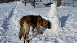 Jigel-Kaiser, ma belle Leonberg - Page 14 20170116