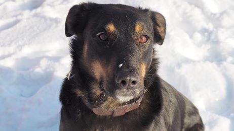 Milka renommée Laya, femelle X Beauceron, adoptée  16144810