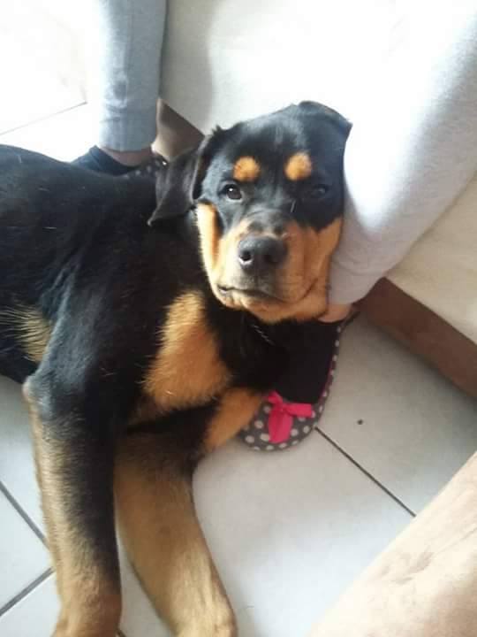 LAYRON Rottweiler, mâle 1an ½ (dépt. 27) 15226310