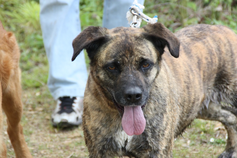 BELZY, X boxer/berger de 7 ans (77) Img_3810