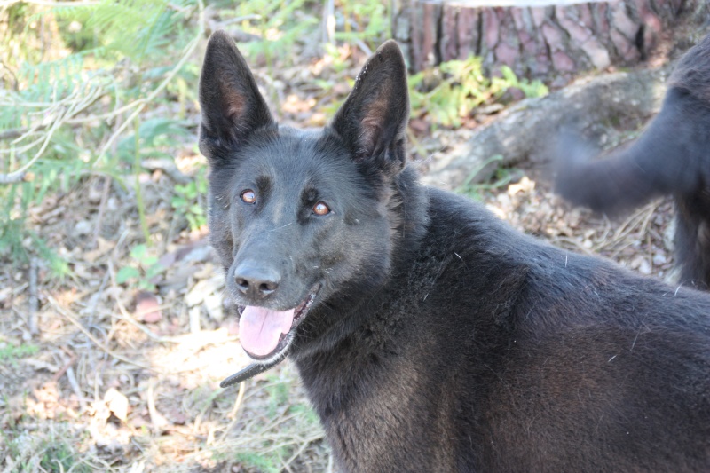 VODKA, bergre noire de 6 ans, Landes 40 ADOPTEE Img_4710