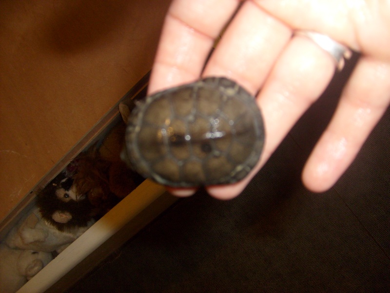 tache noire sur ma tortue S6301617