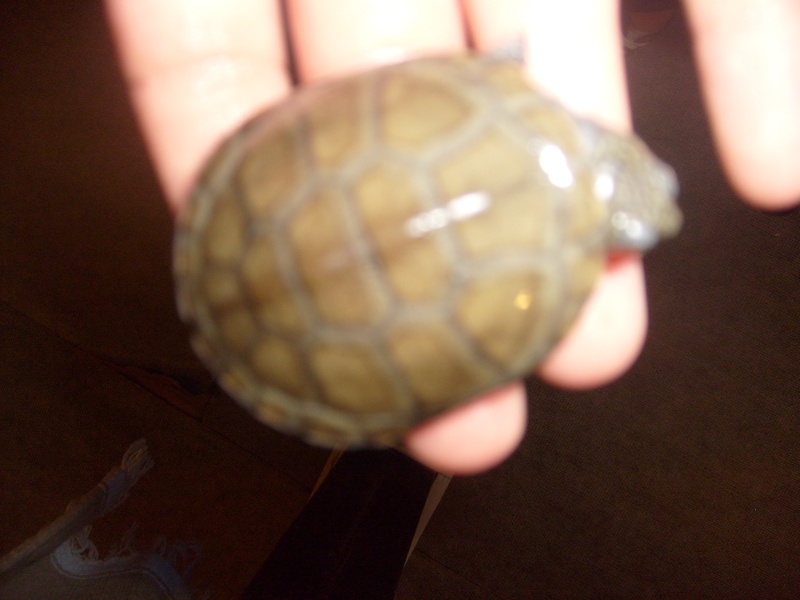 tache noire sur ma tortue S6301618