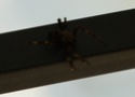 besoin d'aide pour identifier une araignée P1000612