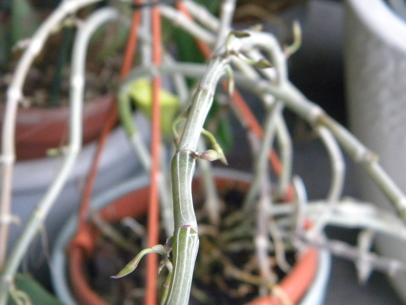  Dendrobium aphyllum (pierardii) Dentro11