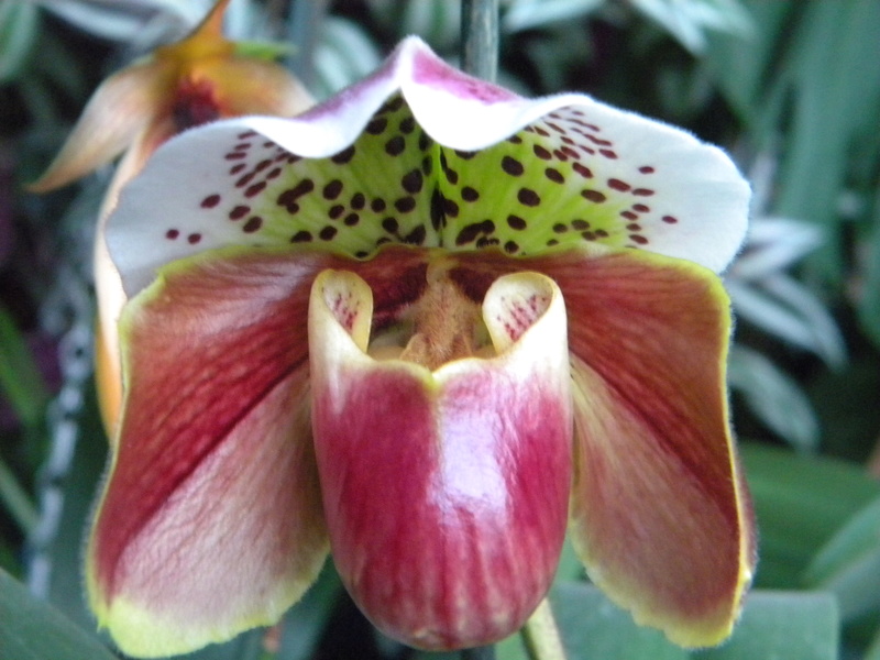 Paphiopedilum hybride type americain Orchid18