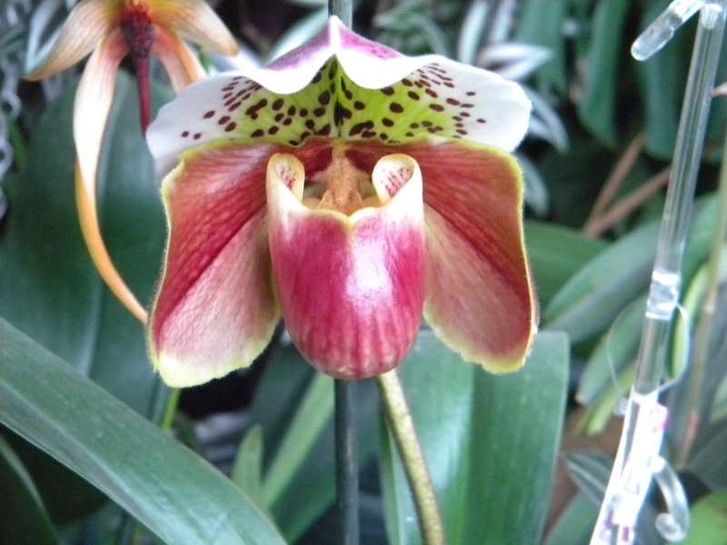 Paphiopedilum hybride type americain Orchid19