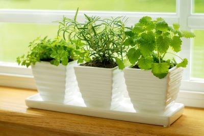 5 Best Herbs For an Indoor Herb Garden Herbs110