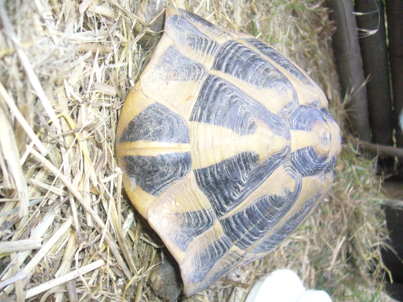 Tortue male de 40 ans- quelle espèce P1040711