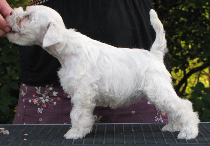 white litter: Pl JCH Yet Orcus Benetton Cold x FI CH JW-08 Magic Maker Little Dior Kazan10