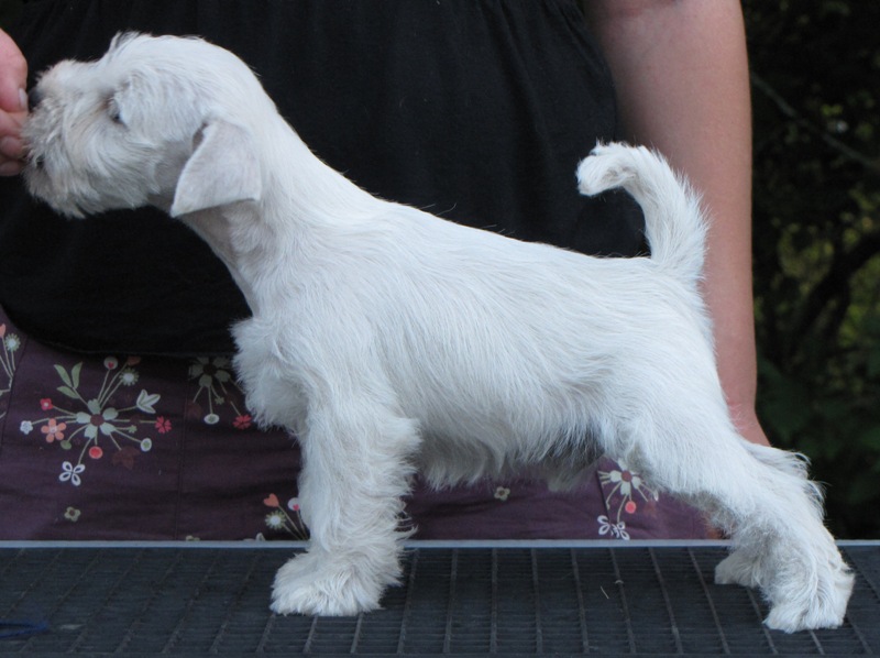 white litter: Pl JCH Yet Orcus Benetton Cold x FI CH JW-08 Magic Maker Little Dior Kubric10
