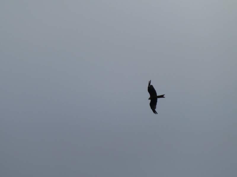 red kite and a strange object in the sky 00910