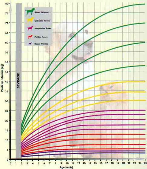 Taille et poid adulte d'un chiot? G21010