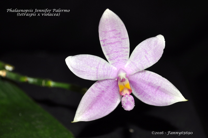 Phalaenopsis Jennifer Palermo Csc_0016
