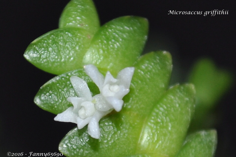 Microsaccus griffithii Csc_0039