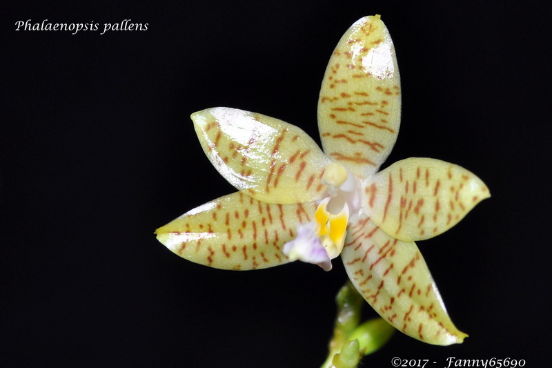 Phalaenopsis pallens Csc_0042