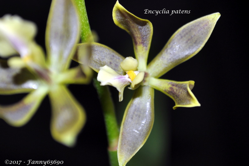 Encyclia patens Csc_0045