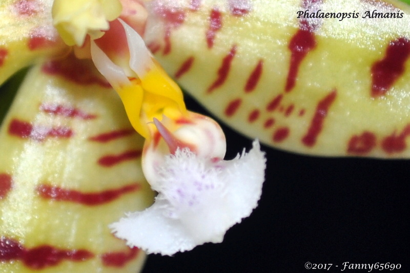 Phalaenopsis Almanis (mannii dark x tetraspis) Csc_0049