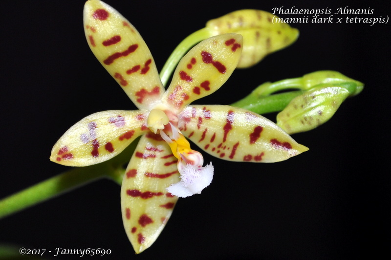 Phalaenopsis Almanis (mannii  dark x tetraspis) Csc_0050