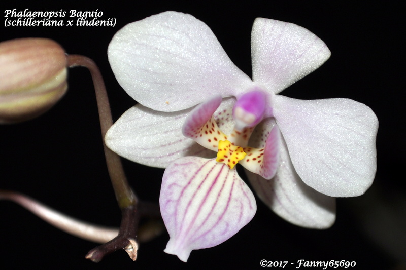 Phalaenopsis Baguio (schilleriana x lindenii) Csc_0053