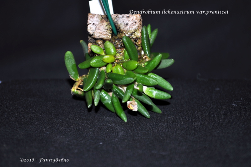 Dendrobium lichenastrum var.prenticei Dsc_0028