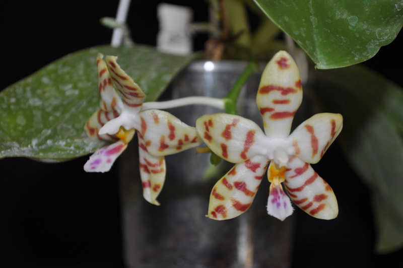 Phalaenopsis Gelblieber Dsc_0064
