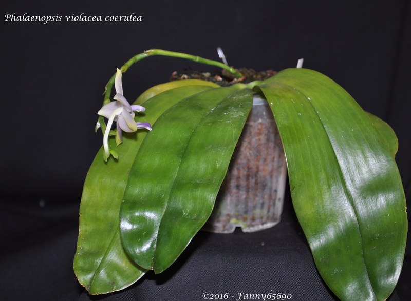 Phalaenopsis violacea coerulea Dsc_0066