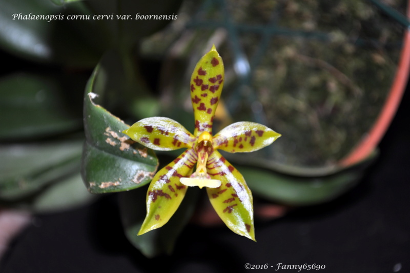 Phalaenopsis cornu cervi var. boornensis Dsc_0067