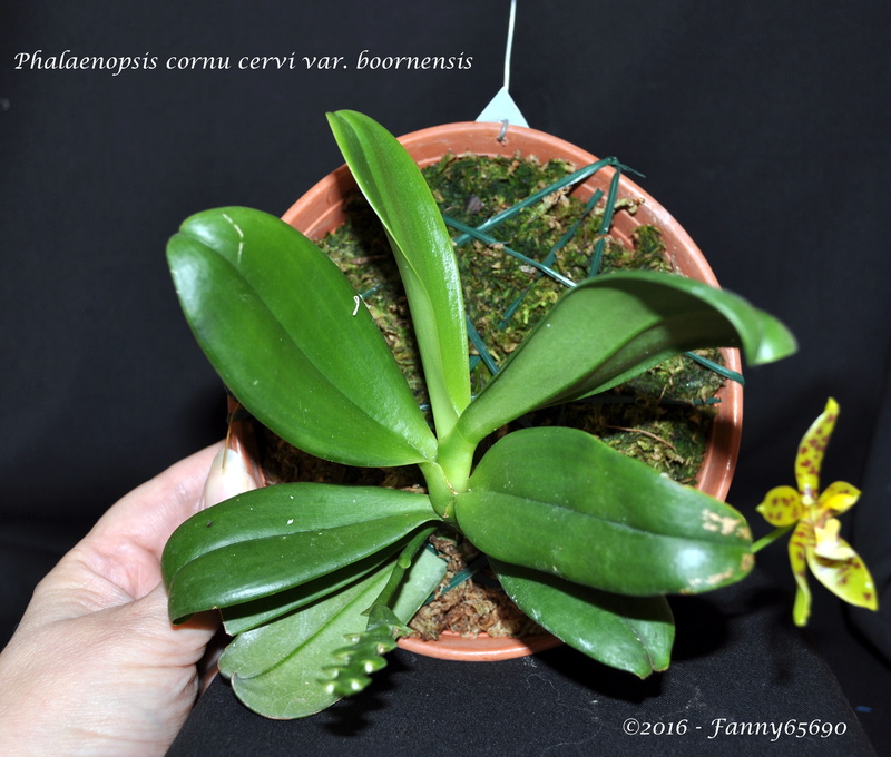 Phalaenopsis cornu cervi var. boornensis Dsc_0069