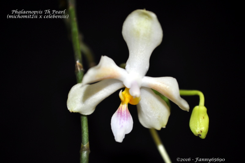 Phalaenopsis Th Pearl Dsc_0073