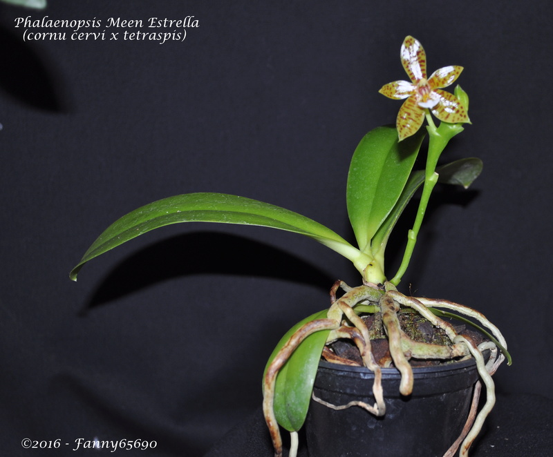 Phalaenopsis Meen Estrella Dsc_0082