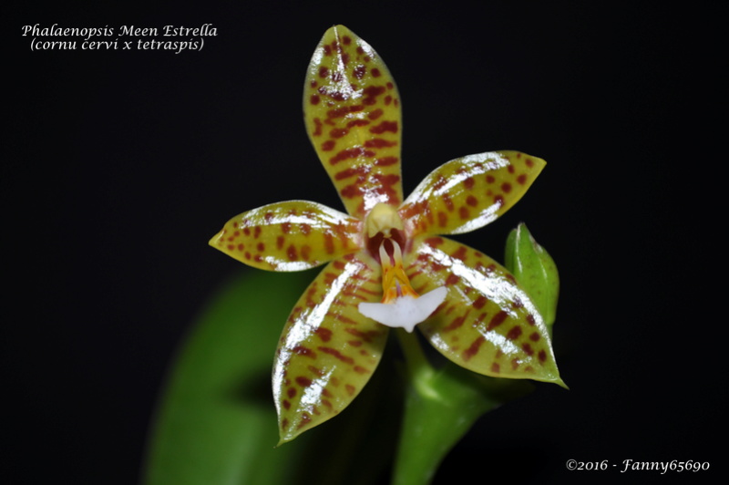 Phalaenopsis Meen Estrella Dsc_0083