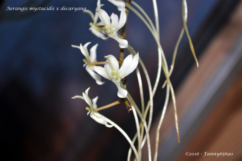 Aerangis mystacidii x decaryana Dsc_0086