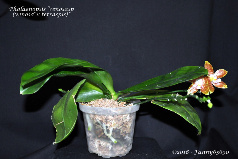Phalaenopsis Venosasp Dsc_0097