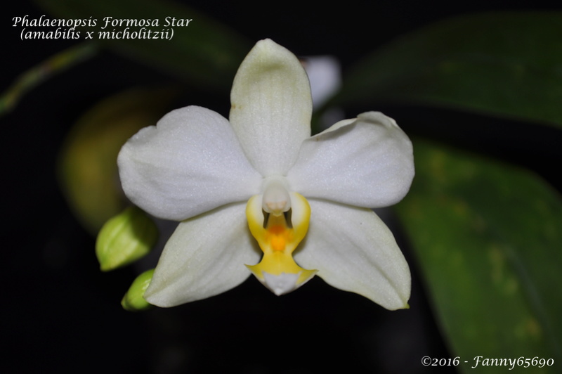 Phalaenopsis Formosa Star Dsc_0108