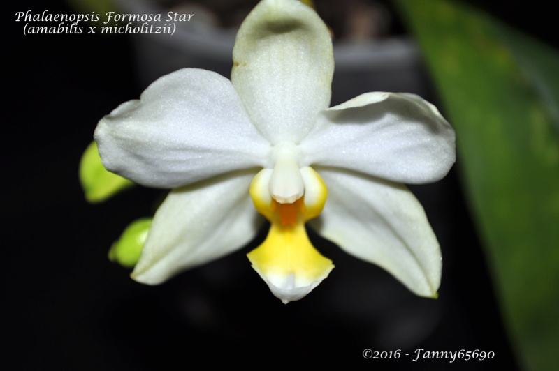 Phalaenopsis Formosa Star Dsc_0109