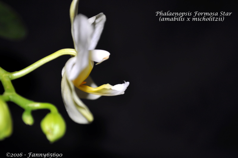 Phalaenopsis Formosa Star Dsc_0110